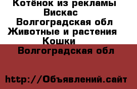 Котёнок из рекламы “Вискас“ - Волгоградская обл. Животные и растения » Кошки   . Волгоградская обл.